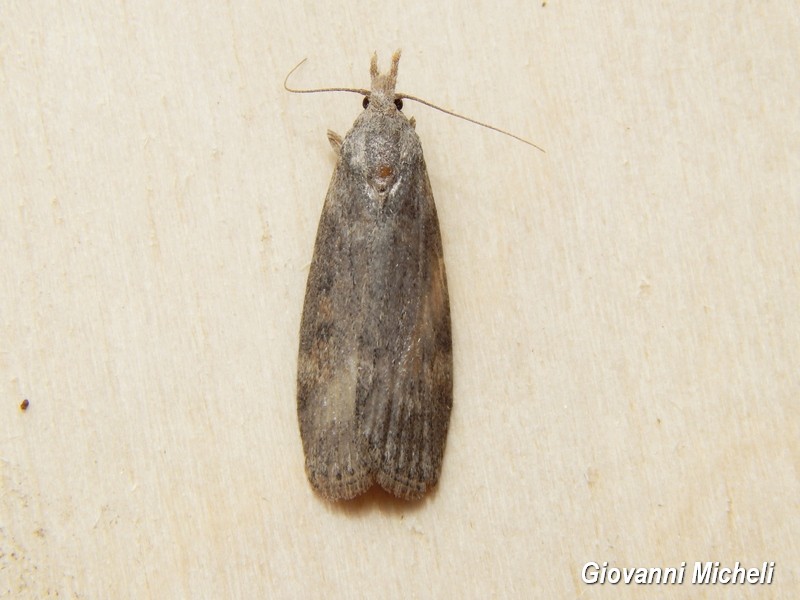 Lamoria anella Pyralidae? S